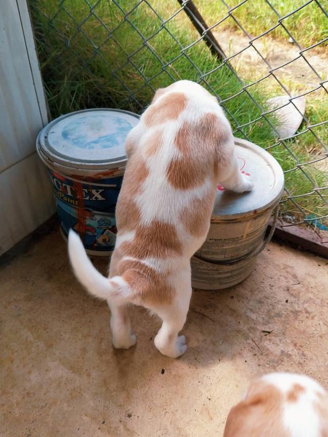 ลูกสุนัขบีเกิ้ลหลุดจองน่ารักๆครับ