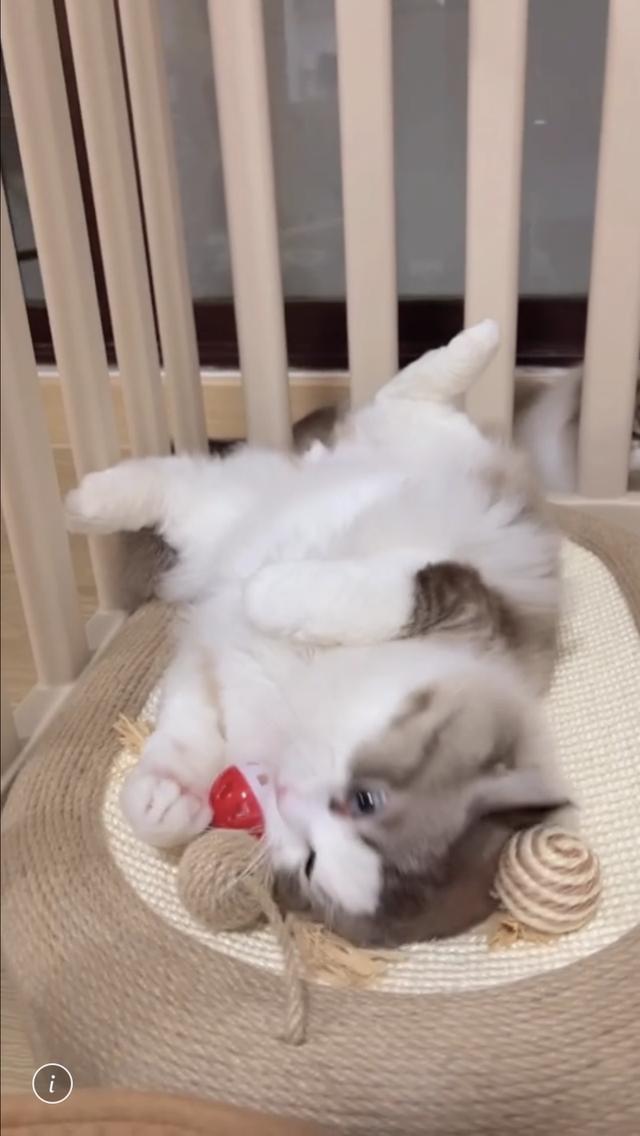 แมวแร็กดอล ตัวผู้อายุ2ขวบพ่อพันธุ์ รูปที่ 5