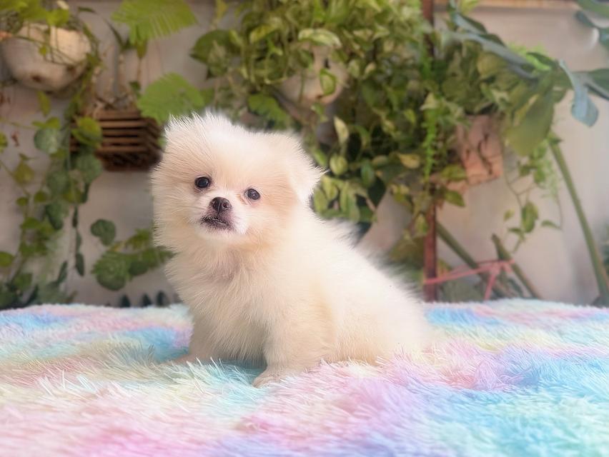 ปอมผสมชิวาวาเพศเมีย พร้อมย้ายบ้าน 8