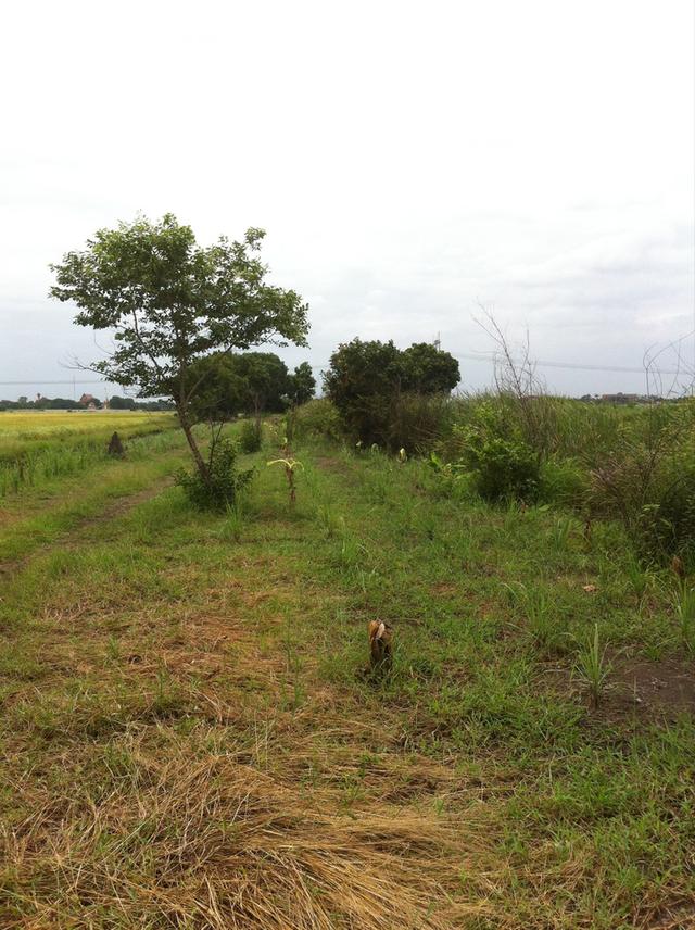 ที่ดินเปล่า 10 ไร่ คลอง 8 ต.บึงชำอ้อ อ.หนองเสือจ.ปทุม 2