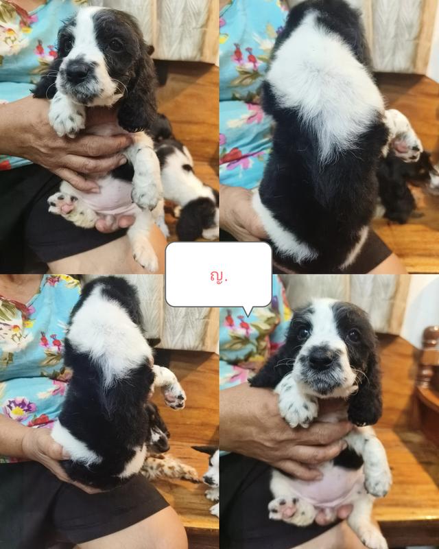 English Cocker Spaniel เพิ่ลรัก จำหน่ายลูกสุนัขพันธุ์อิงลิชค็อกเกอร์แท้