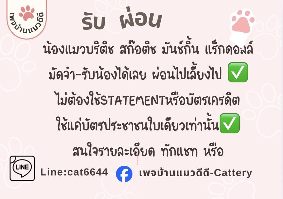 รับผ่อนแมวใช้เพียงบัตรประชาชนใบเดียว ผ่อนไปเเลี้ยงไปได้ทุกสายพันธุ์ สนใจทัก