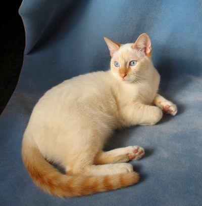 หาบ้านให้ แมว ขาวมณีสีขาวออกสีส้ม 2