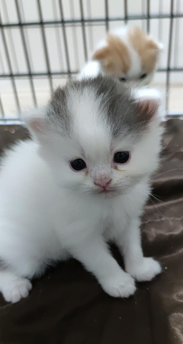 เปิดจองสกอตทิศ ตัวน้อยจ้า รูปที่ 4