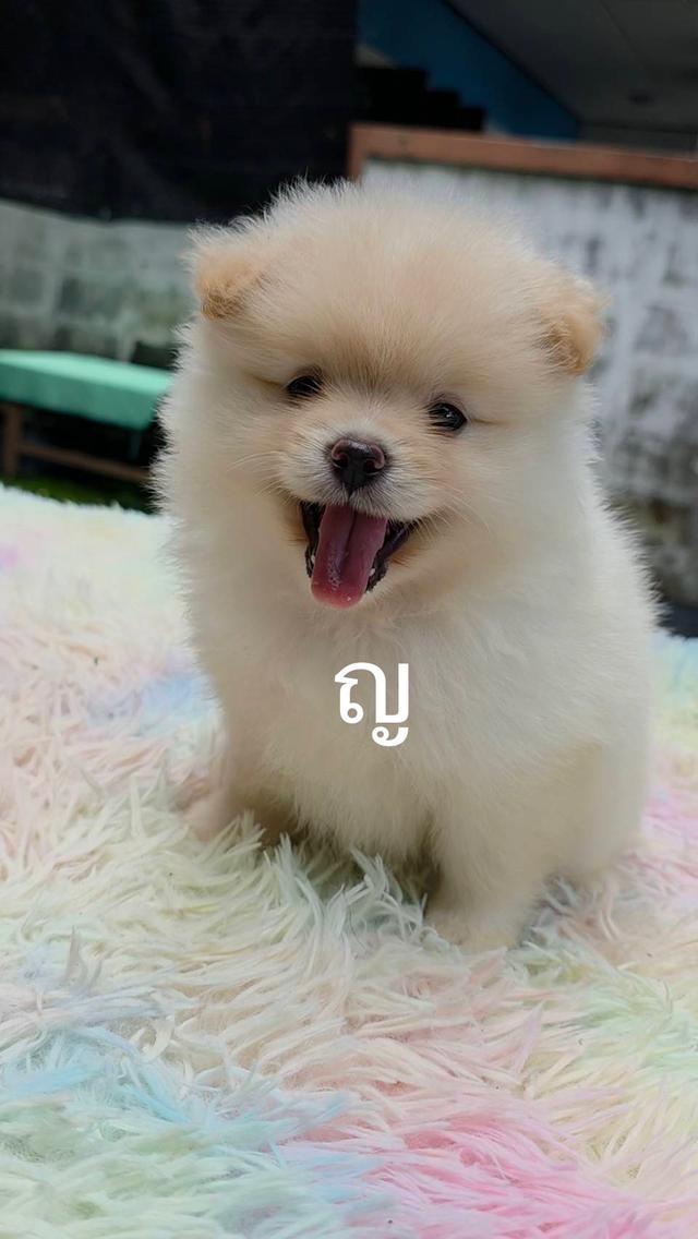 ขายลูกสุนัขปอมเมอเรเนียน