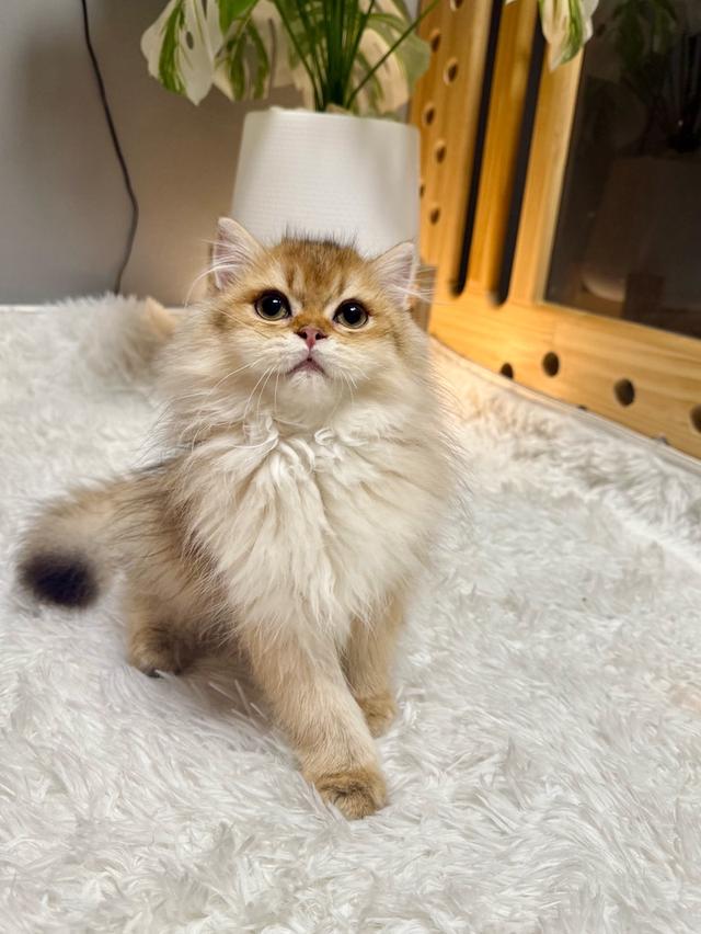 เด็กหญิงบริติช ลองแฮร์ (British Longhair)