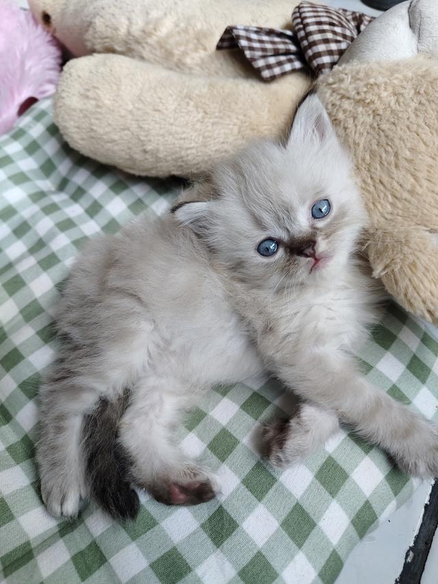 แมวเปอร์เซียหิลามายัน รูปที่ 6