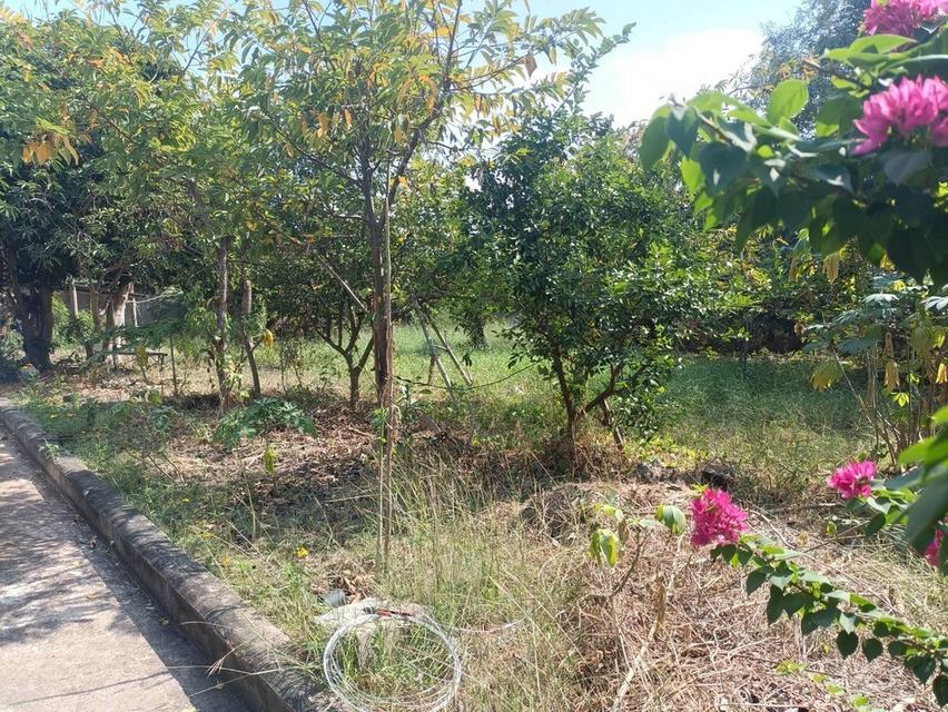 ขายที่ดิน แปลงมุม ถมแล้ว เนื้อที่ 194 ตารางวา ถนนพุทธมณฑลสาย 4 ตำบลบางกระทึก อำเภอสามพราน จังหวัดนครปฐม 6