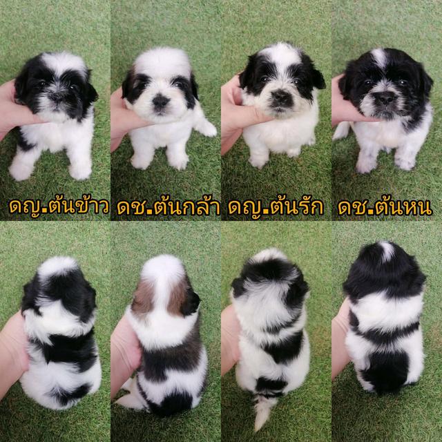 ด่วน!! เริ่มต้นเเค่ 2000 ชิสุห์ผสมพุดเดิ้ล เบาสุดๆ พร้อมย้าย