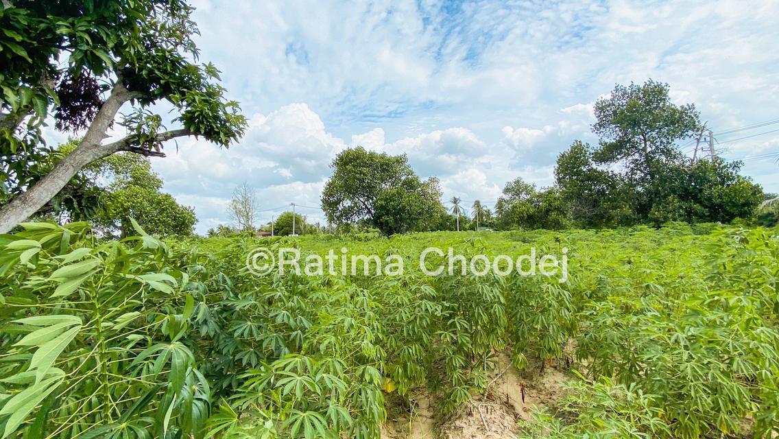 ที่ดินใกล้โครงการจุดพักรถย่านศรีราชา 4