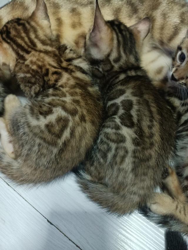 ลูกแมวเบงกอล Bengal Cat 4