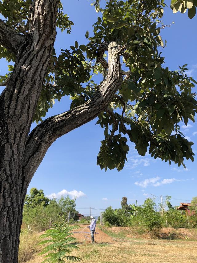 ที่ดินโฉนด 4 ไร่ ต.เมืองเก่า ใกล้อุทยานประวัติศาสตร์สุโขทัย ติดถนนเมืองเก่า-คีรีมาศ   15