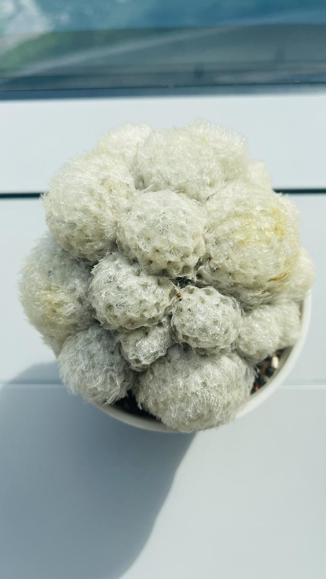 แมมขนนกขาว Mammillaria