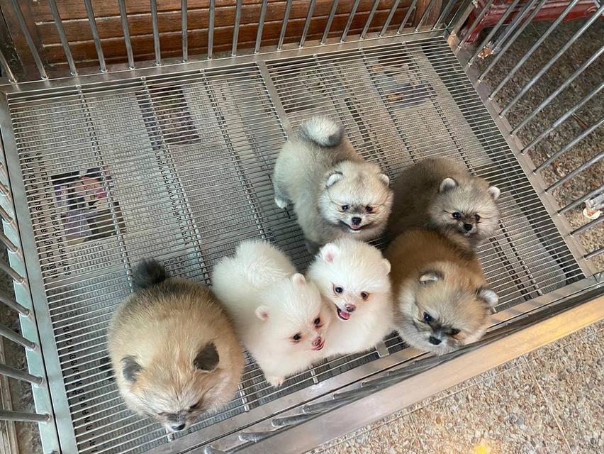 ลูกปอมปอมแท้ อายุ2เดือน อ้วนกลมหมี พร้อมส่ง 3
