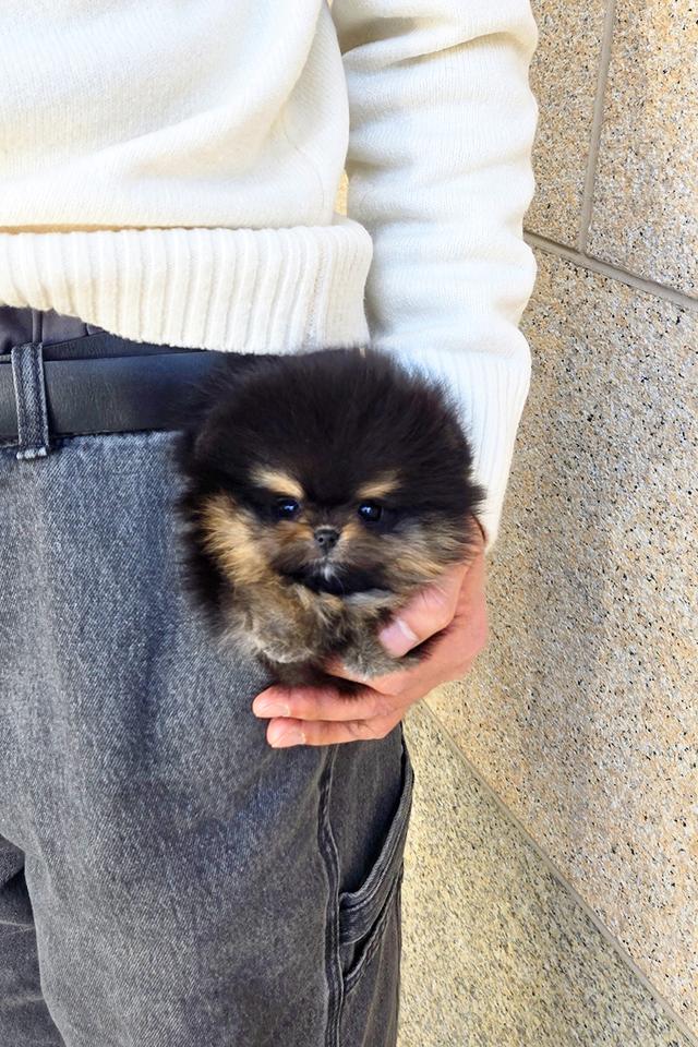 ปอมเมอเรเนียน Black & Tan หน้าหมี ขนาดเล็กมาก เพศผู้ นำเข้าจากเกาหลี