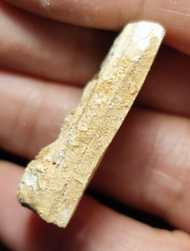 หลวงปู่โต๊ะวัดประดู่ฉิมพลี รูปที่ 3