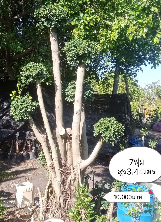 ไทรต่อยอดช้อนเงินช้อนทอง