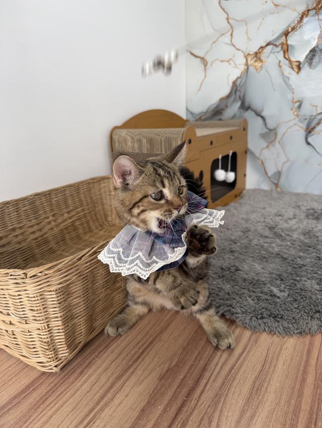 ลูกแมวพันธุ์สก๊อตติช 6