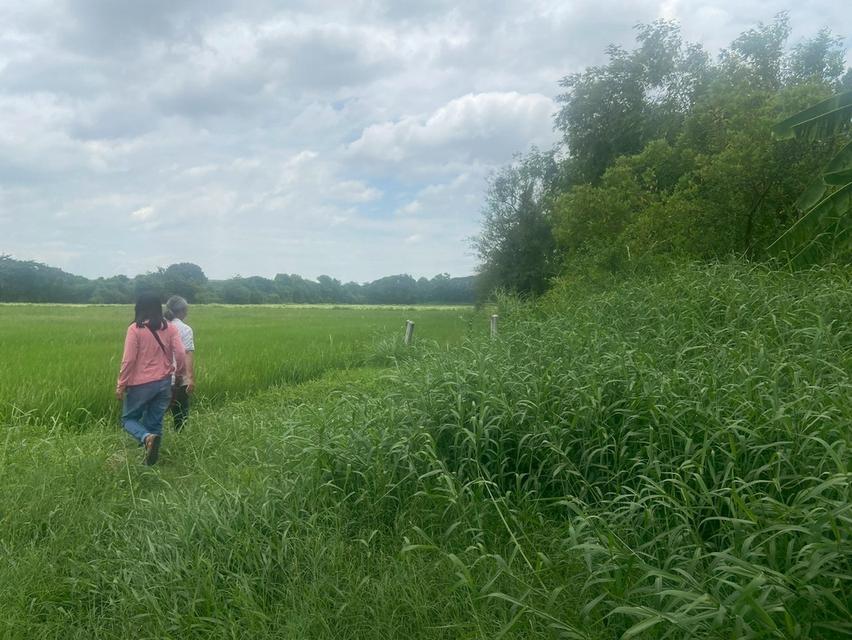 ขายที่ดิน 8 ไร่ อยู่ถนนสายเอเซีย อ. อินทร์บุรี จ. สิงห์บุรี 6