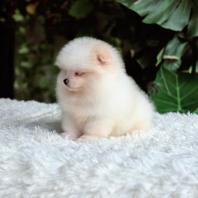 น้องหนมปังปอมแท้สีขาวครีมเพศเมียหน้าหมีพร้อมซนมีส่งเก็บปลายทาง 10