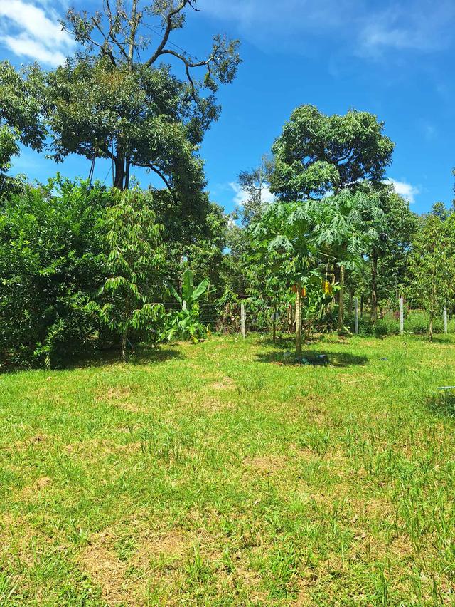 สวนทุเรียนแปลงเล็กระยอง 7