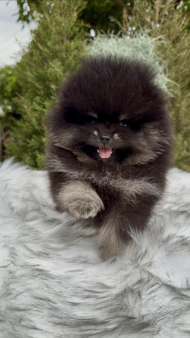 น้องปอมเมอเรเนียนเกรดคุณหนู