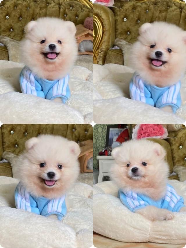 ลูกปอมเมอเรเนียน ทีคัพ อ้วนกลมฟู น่ารัก ทรงสวย พร้อมส่ง รูปที่ 13