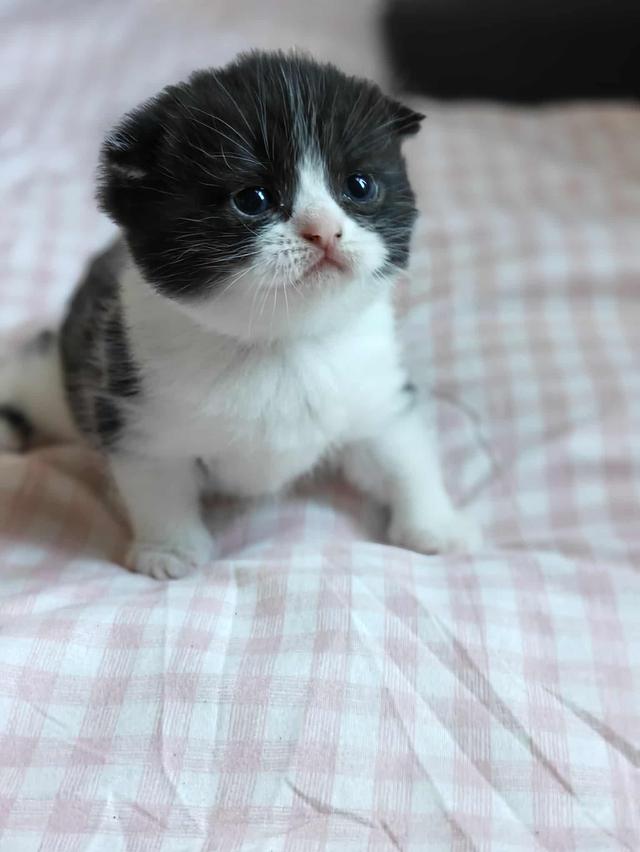 ดญ. มันซ์กิ้นผสมสก็อตติช รูปที่ 2