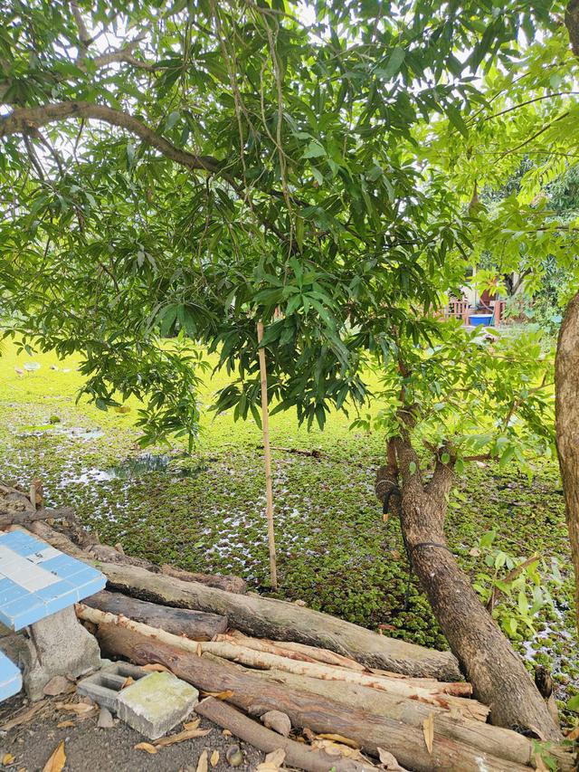 รูป ขายบ้านพร้อมอยู่ริมคลอง 6