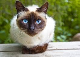 แมววิเชียรมาศSiamese cat 2