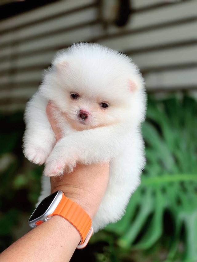 ปอมเมอเรเนียนแท้ เพศผู้ ทีคัพ รูปที่ 2