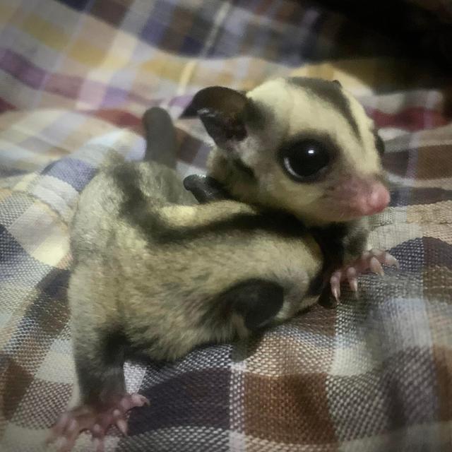 หาบ้านให้น้อง Sugar Glider พิกัดกรุงเทพ ธนบุรี 4