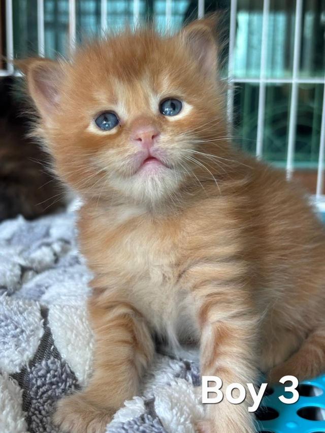 Maine Coon babies cats