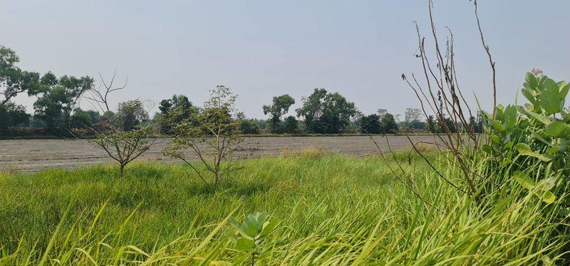 ขายที่ดิน รังสิตคลอง 13 ติดถนน ไร่ละไม่ถึงล้านโทร 061-9419-639 3