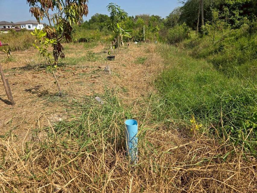 ขายด่วนที่ดิน 63 ตรว ติดถนนสาธารณะ ประชาสำราญ1 แขวงคลองสิบสอง เขตหนองจอก กทม. 12