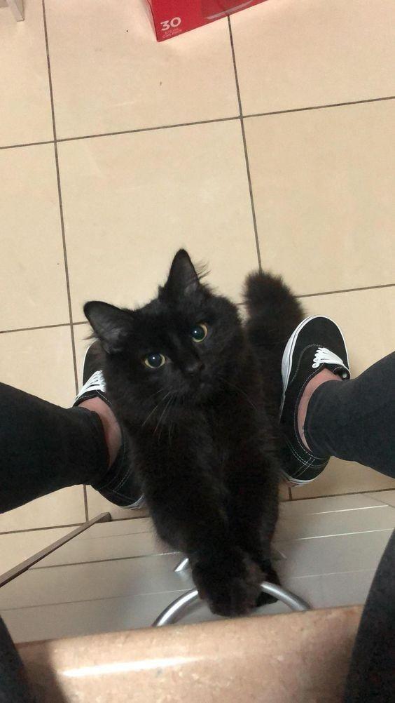 ขายแมวเปอร์เซีย สีดำสุดน่ารัก 3