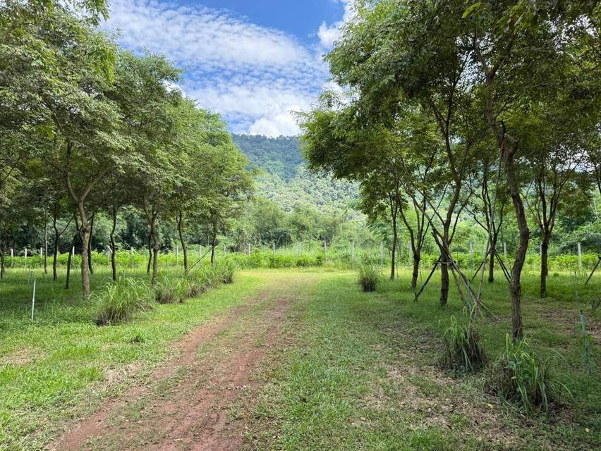 ขายที่เนินหอม เขาใหญ่ 37ไร่ ที่ติดเขาติดน้ำ เนินหอม เมืองปราจีนบุรี มีแหล่งน้ำธรรมชาติ ใกล้ทางขึ้นอุทยานเขาใหญ่ มีน้ำในที่ ขายถูก ที่มีไม้เศรษฐกิจ 6