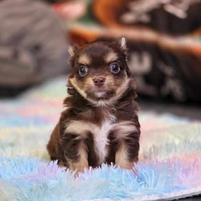 Chihuahuaขนยาวสีช็อค 3