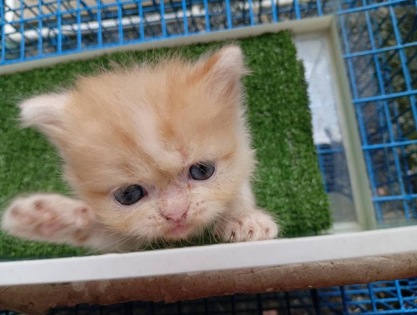 น้องแมวสก็อตติชเปอร์เซีย