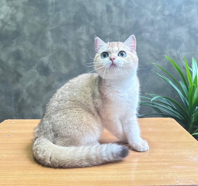 British Shorthair (ผู้หญิง) 5