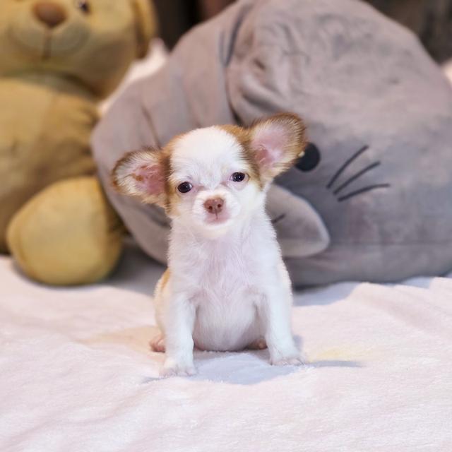 น้องปุยฝ้ายชิวาวาขนยาวเพศเมีย 2