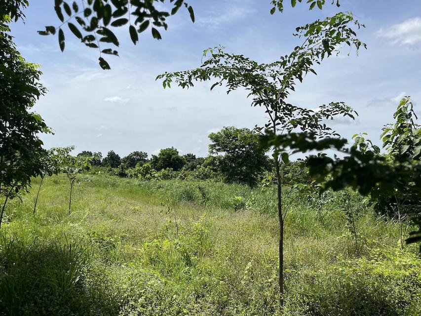 ที่ดินสวนป่า สร้างรายได้ อู่ทอง สุพรรณบุรี ขนาด 10 ไร่  10