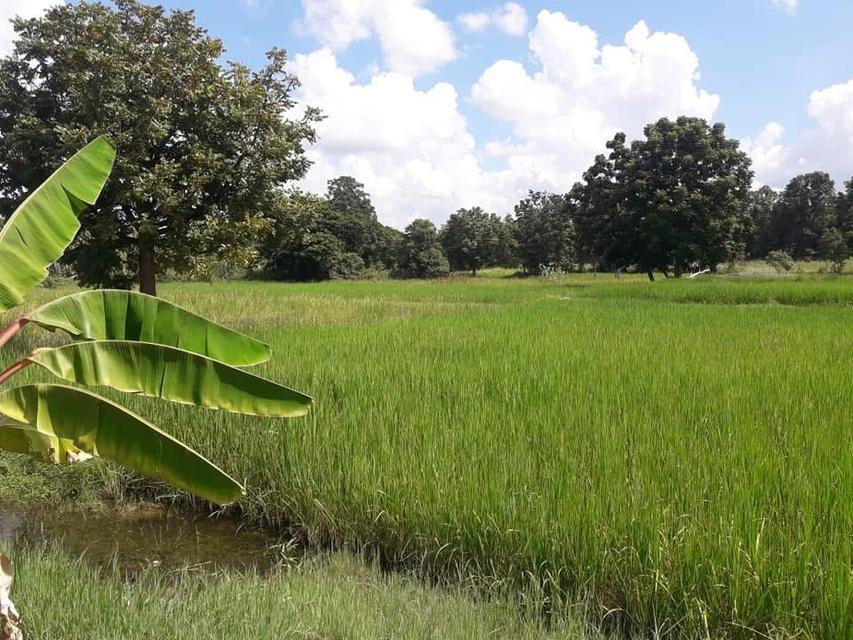 ที่ดินพร้อมอสังหา 9 ไร่ 1 งาน 8 ตารางวา 11