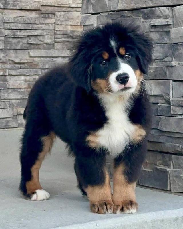 ขาย Bernese Mountain Dog หน้ามึน 5