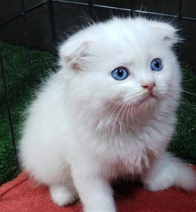 แมว scottish foldแมว scottish fold รูปที่ 8