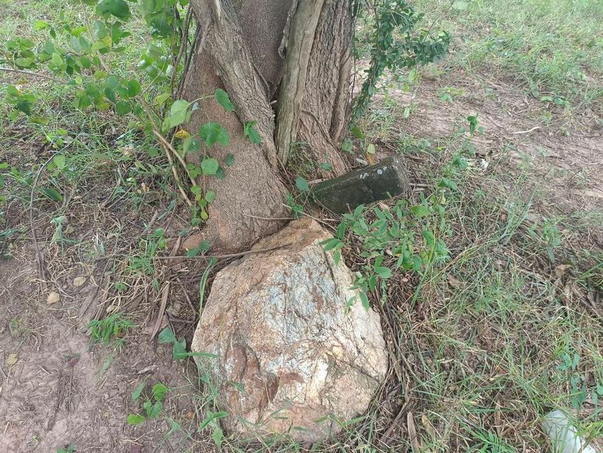 ขายที่ดิน 9-2-13 ไร่ ติดถนน ทำบ้านจัดสรรได้ ติดเทศบาล ตำบลเนินขาม อ.เนินขาม จ.ชัยนาท ขายถูกสุดในย่านนี้ 12