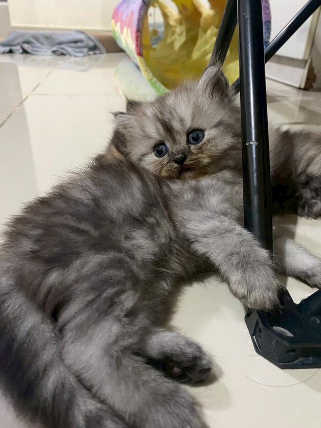 น้องแมว 2