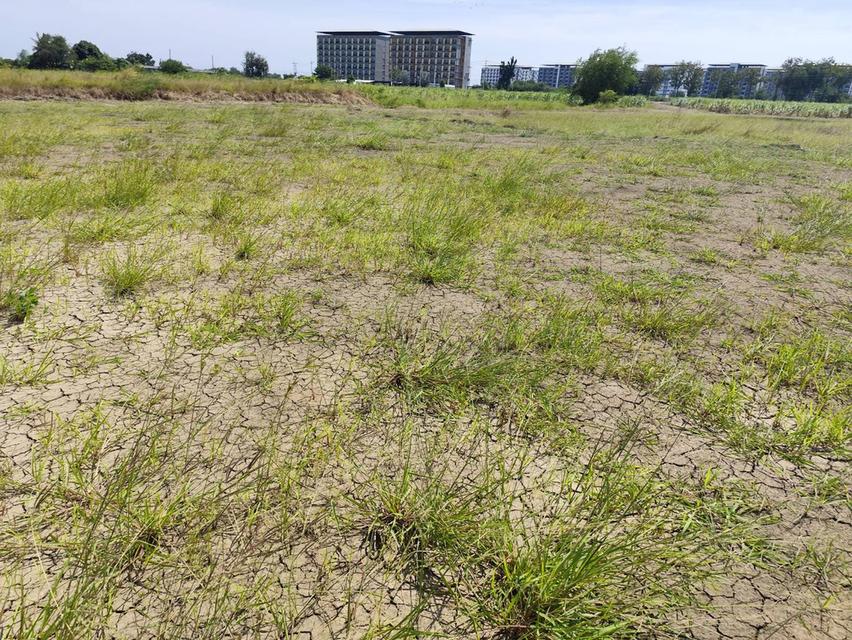 Vacant land for sale  1-9 Rais good view natural plot amidst cornfields near Kasetsart University, Kamphaeng Saen Caขายที่ดินเปล่า มีแหล่งน้ำใสสองบ่อ  4