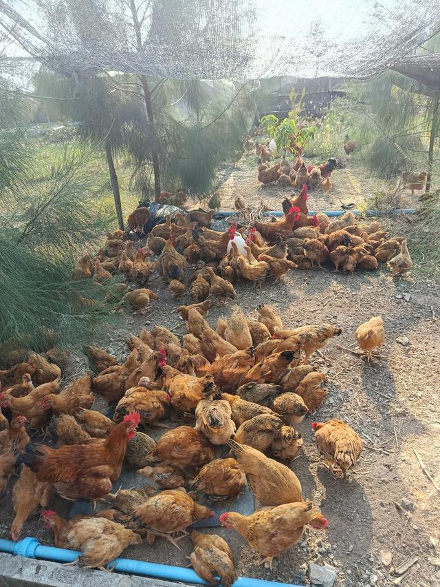 ไก่เหวินชาง (ไก่ไหหลำ) รูปที่ 2