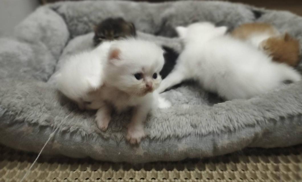 เปิดจอง เด็กๆอายุ 2 สัปดาห์ เปิดกล้องดูก่อนได้ค่ะ 11